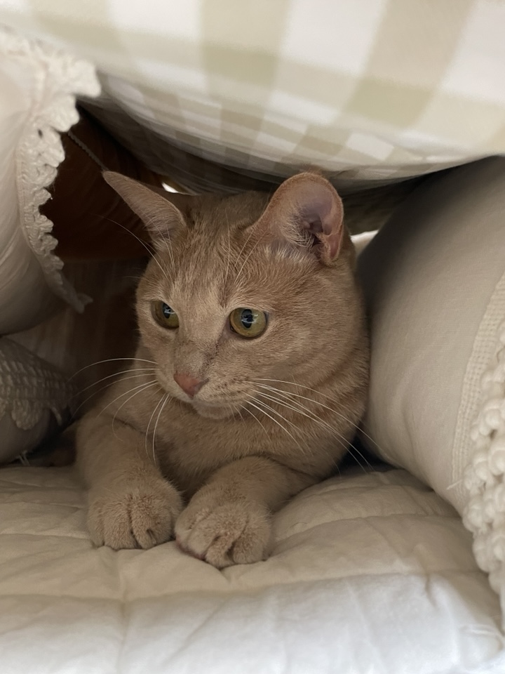 Hello, I’m Gureum—the Curious Cat Mascot of This Blog! 2 Hello Im Gureum pic03