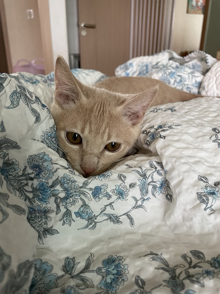 Hello, I’m Gureum—the Curious Cat Mascot of This Blog! 3 Hello Im Gureum pic05