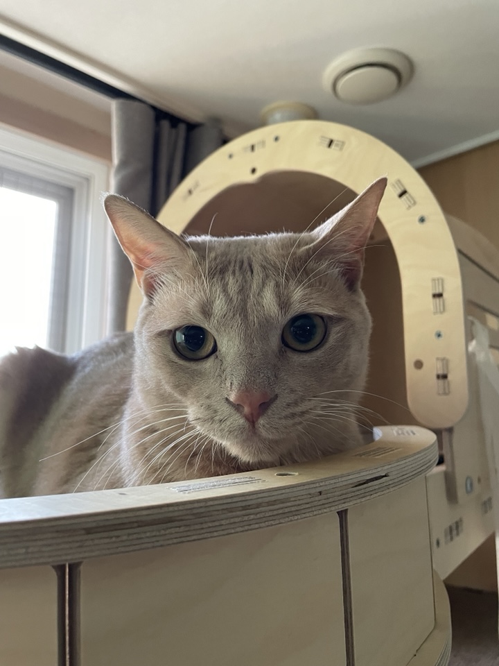 Hello, I’m Gureum—the Curious Cat Mascot of This Blog! 8 Hello Im Gureum pic06