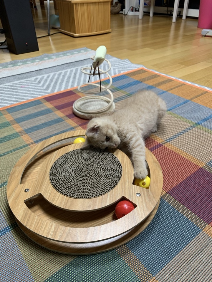 Hello, I’m Gureum—the Curious Cat Mascot of This Blog! 7 Hello Im Gureum pic08