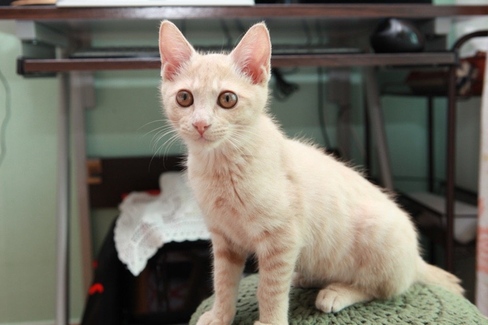 Hello, I’m Gureum—the Curious Cat Mascot of This Blog! 6 Hello Im Gureum pic09