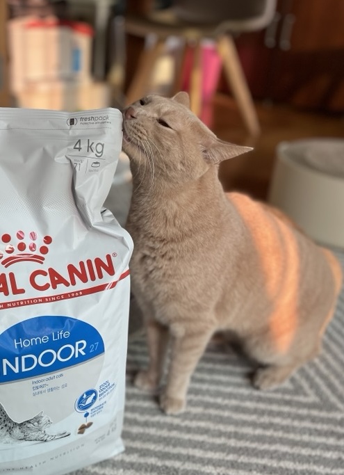 Hello, I’m Gureum—the Curious Cat Mascot of This Blog! 9 Hello Im Gureum pic10
