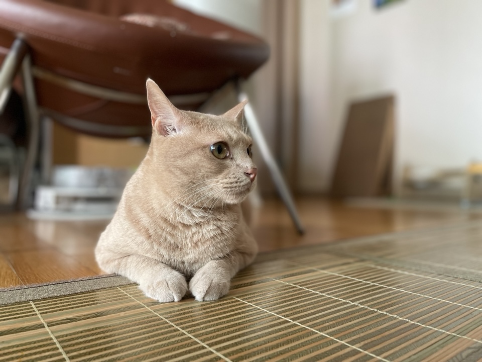Hello, I’m Gureum—the Curious Cat Mascot of This Blog! 4 Hello Im Gureum pic11
